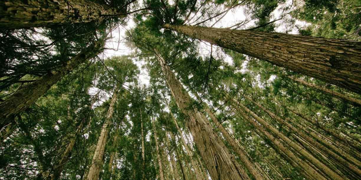 Tall Forest