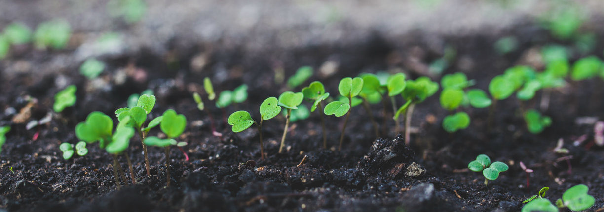 Seedlings Sprouting