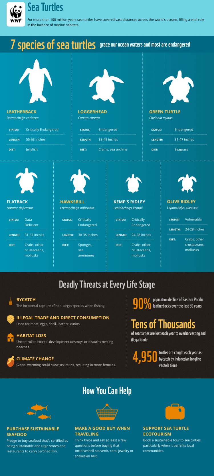 World Wildlife Fund Infographic